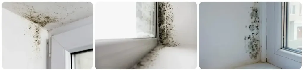 плесень окон